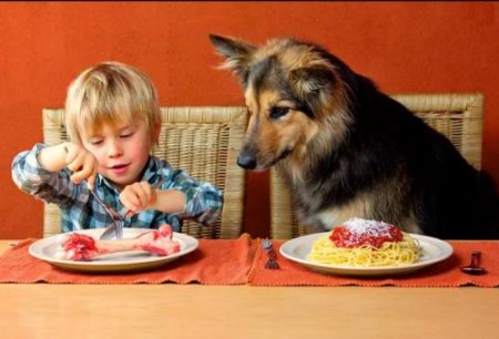 Человек – раб собаки? Учёные доказали, что сухой корм у собак лучше, чем ед ...