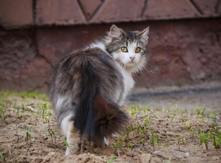 Заботься о своём «бро»: Почему котейки уходят из дома