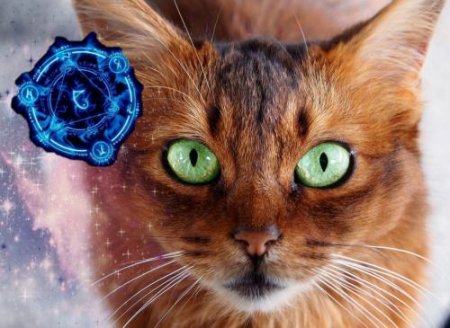Кошка — хранительница судьбы: Как животное спасёт от неприятностей