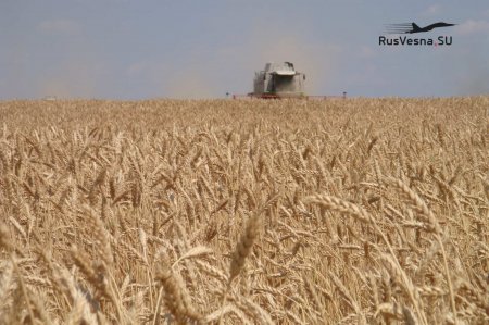 Американский сельхозгигант прекратит экспорт зерна из России