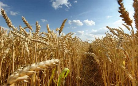 Болгария хочет запретить импорт украинского зерна