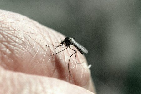 ​В Африке обнаружен новый вид малярийных комаров, на которых не действуют инсектициды