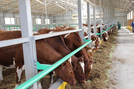 «В Белгородской области начал работу новый молочно-товарный комплекс» Новые и модернизированные предприятия агропрома