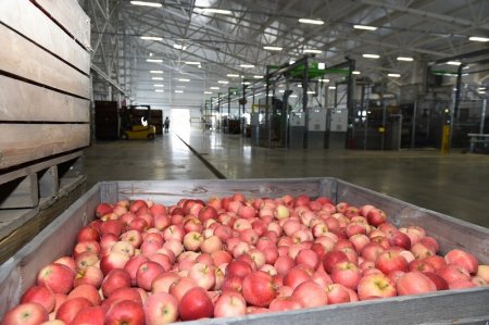 «В Краснодарском крае открылось плодохранилище мощностью 6800 тонн» Новые и модернизированные предприятия агропрома