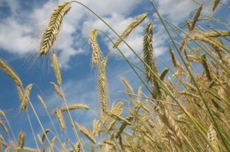 «Лаос, Колумбия, Венесуэла и Мексика начали закупать российское зерно» Эксп ...