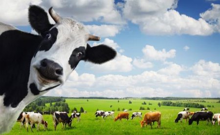Ученые: Коров нужно кормить бактериальной жижей вместо сена