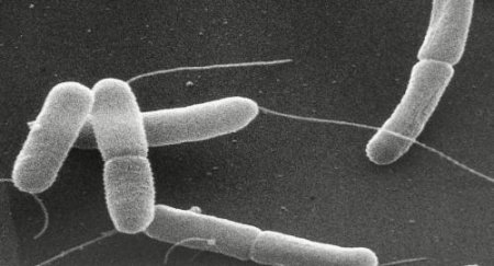 Бактерии-художники: Итальянские ученые заставили кишечную палочку нарисоват ...