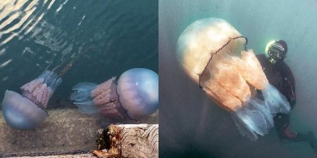 35-килограммовые «медузы-монстры» уже в Британии. «Пасхальное» вторжение началось?