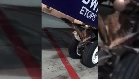 Крупная птица врезалась в самолет "Аэрофлота" при посадке в Шереметьево