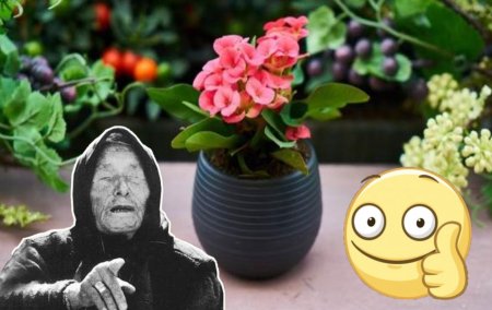Розу сорвал - силы потерял: Почему опасно дарить цветы зимой